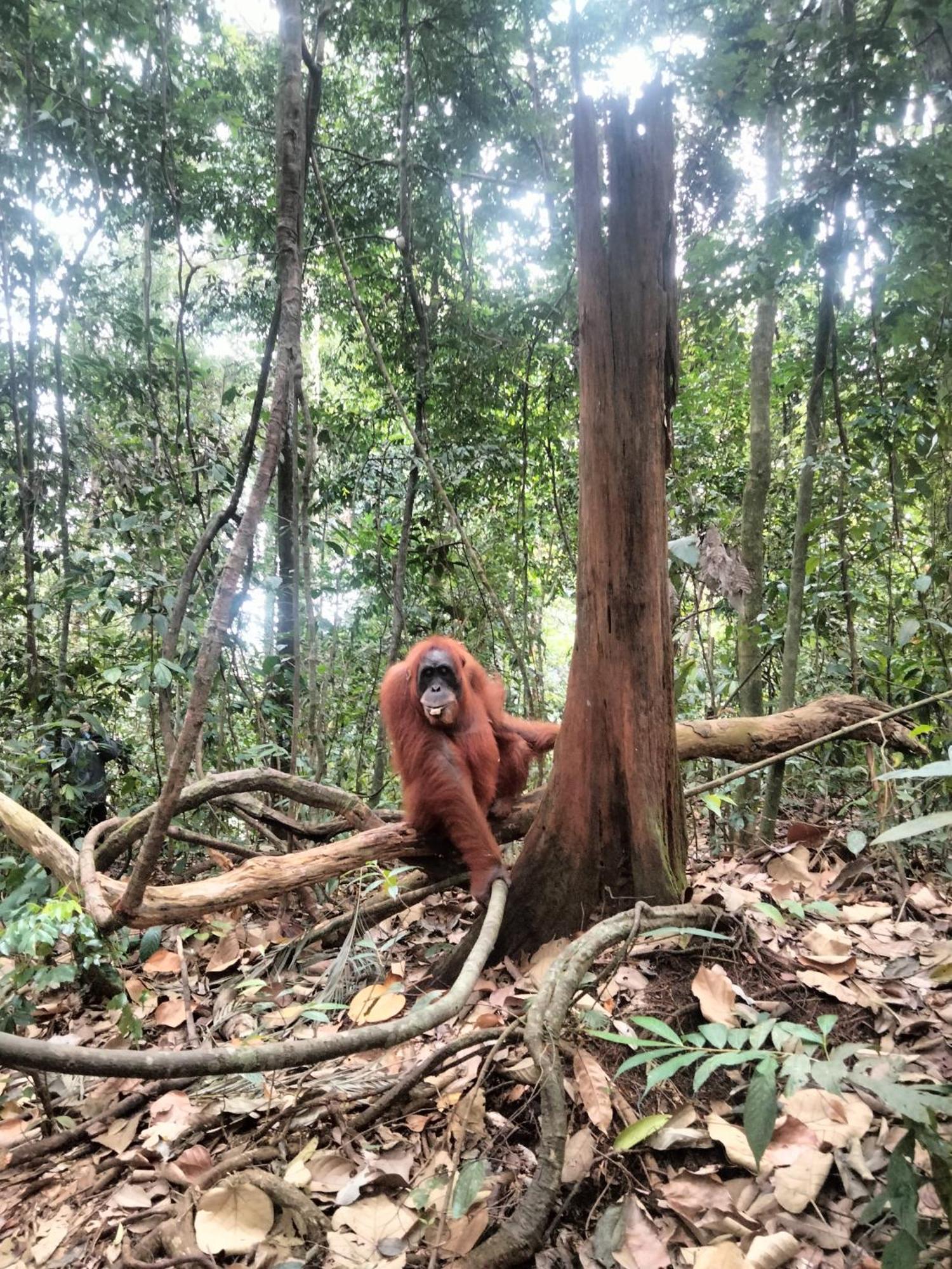 Wisma Batu Mandi Bukit Lawang Exterior foto