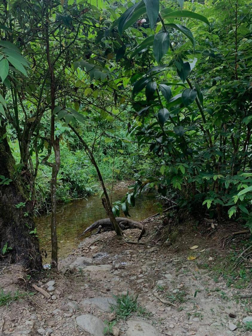 Wisma Batu Mandi Bukit Lawang Exterior foto